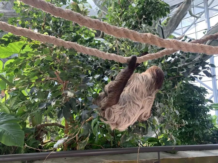 Héroes de Green Planet