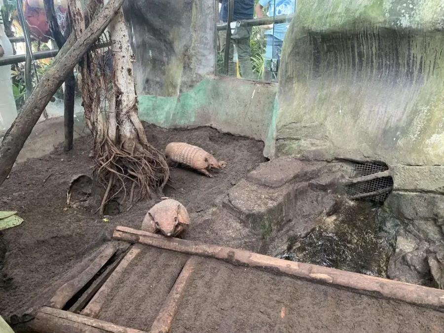 animales Green Planet Dubai