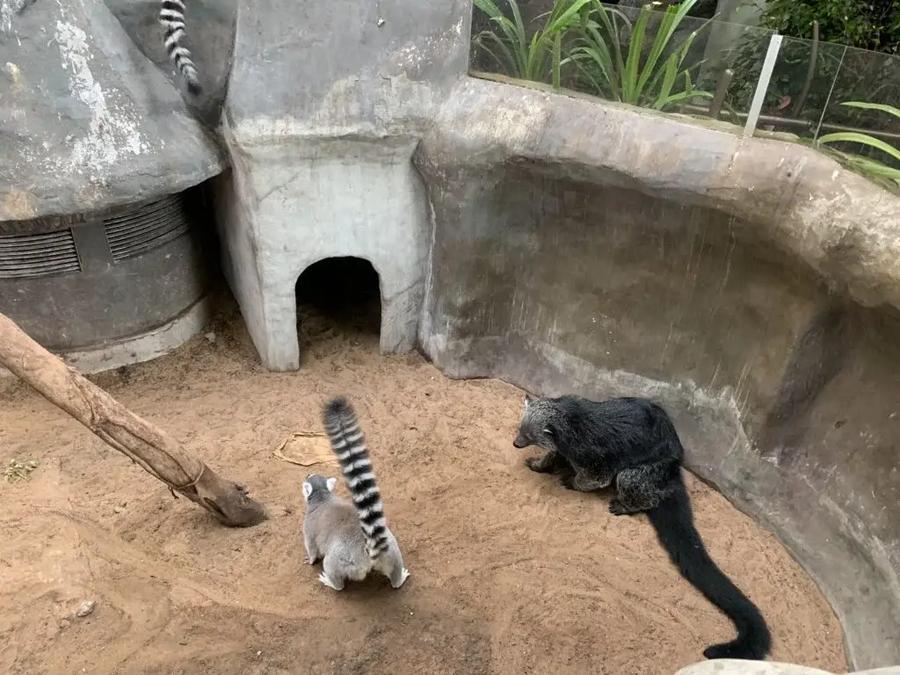 naturaleza Green Planet Dubai